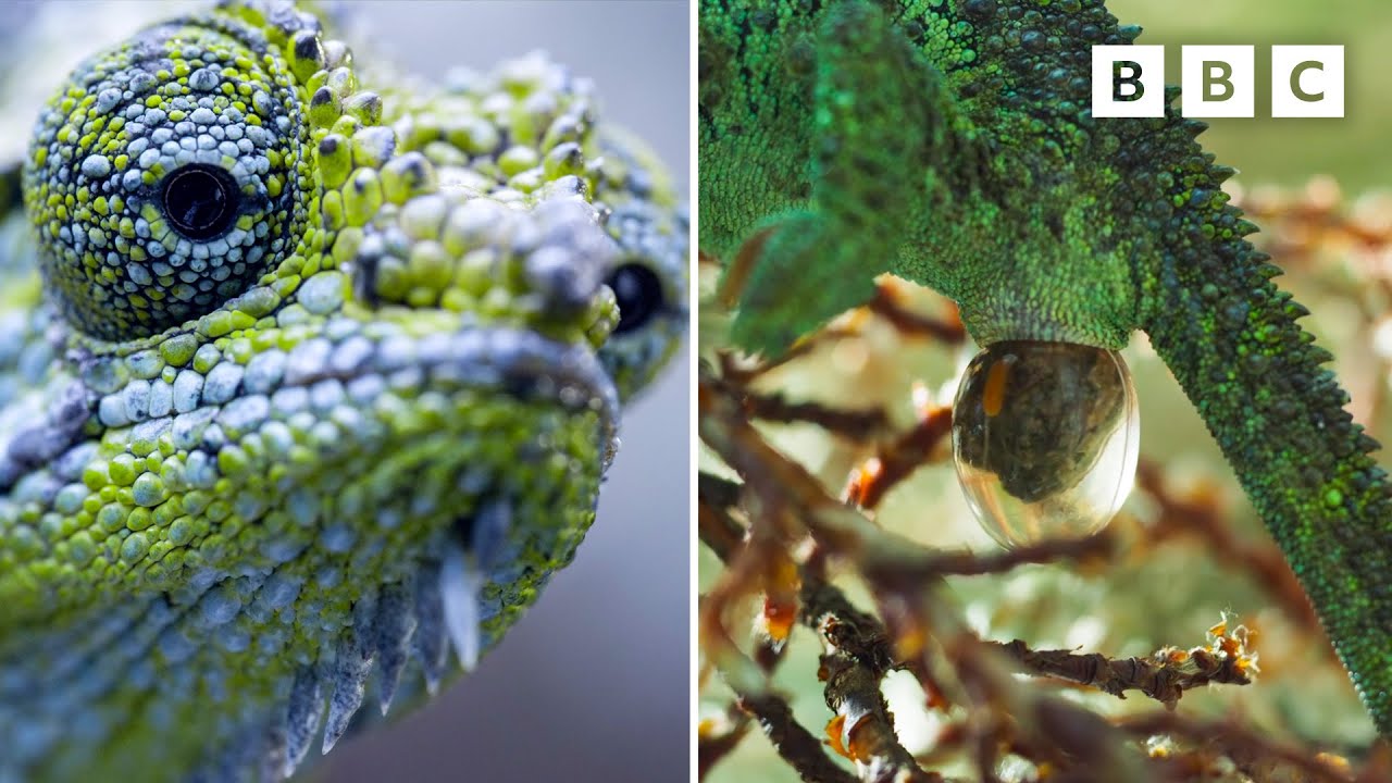 Chameleon Gives Birth to Six Babies π¦ | Frozen Planet 2