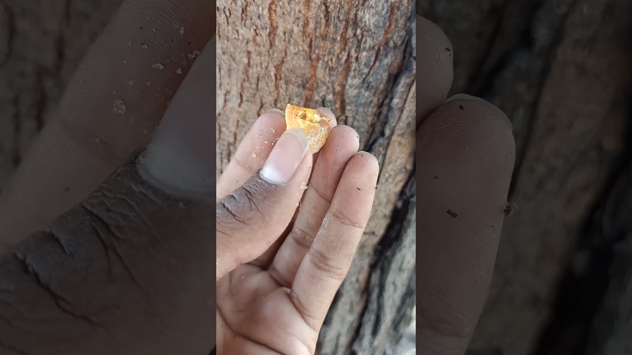 इस तरह से लगता है देसी गोंद पेड़ पर |Desi gum looks like this on the tree||