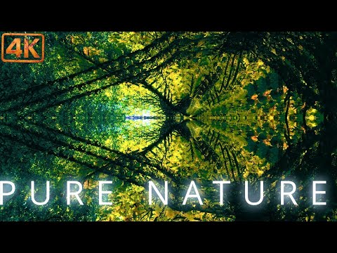 Floating Through Tree Dimensions |1h+ Trippy Nature Visuals 4K