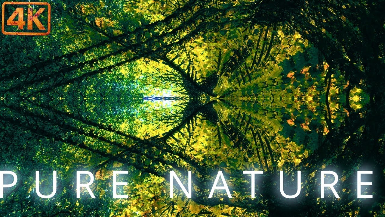 Mesmerizing 1-Hour 4K Nature Journey Through Forest Dimensions 🌲