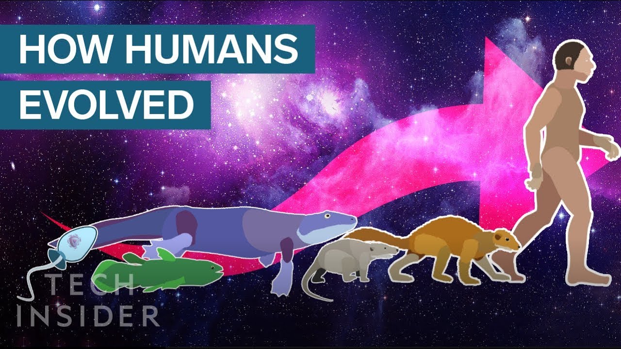 Humans Evolved Over 3.8 Billion Years 🌍