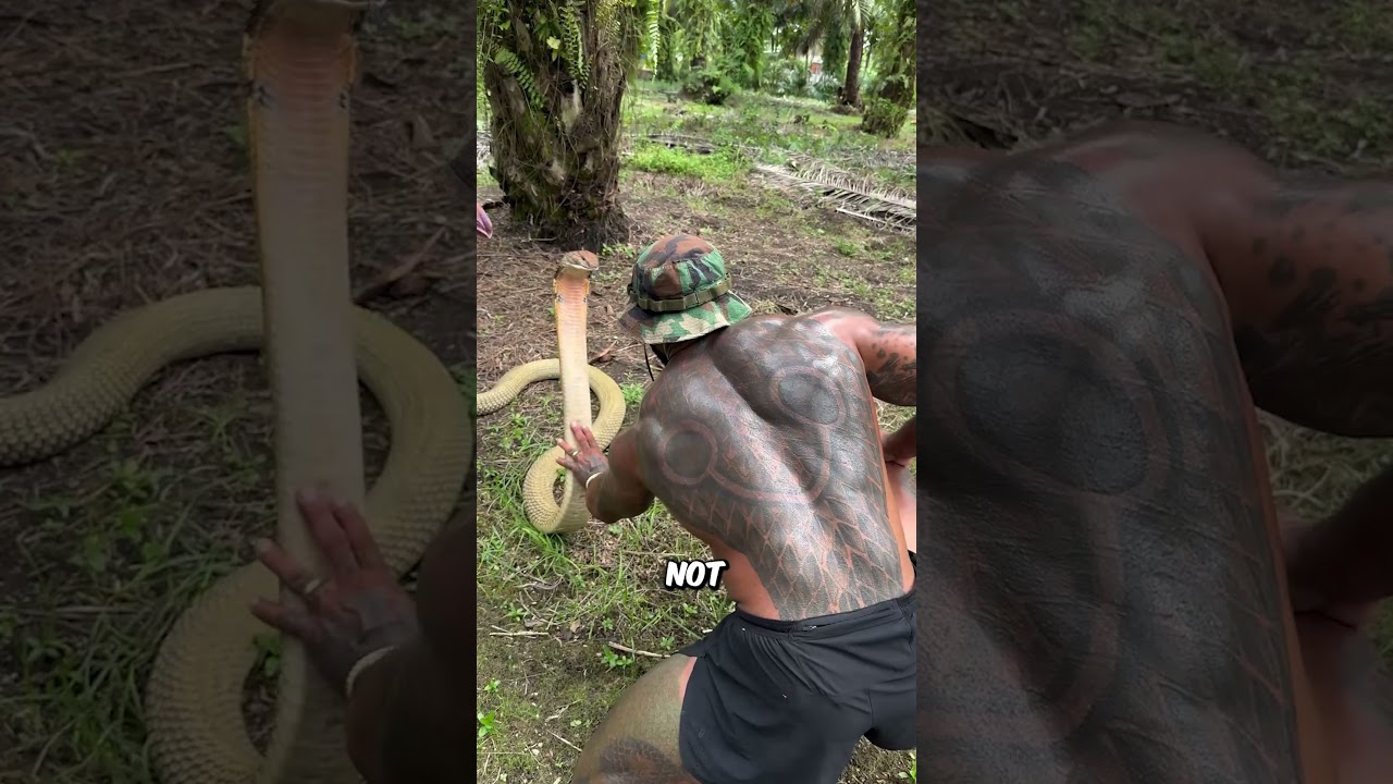 Raising a Wild King Cobra with One Hand — A Moment of Trust