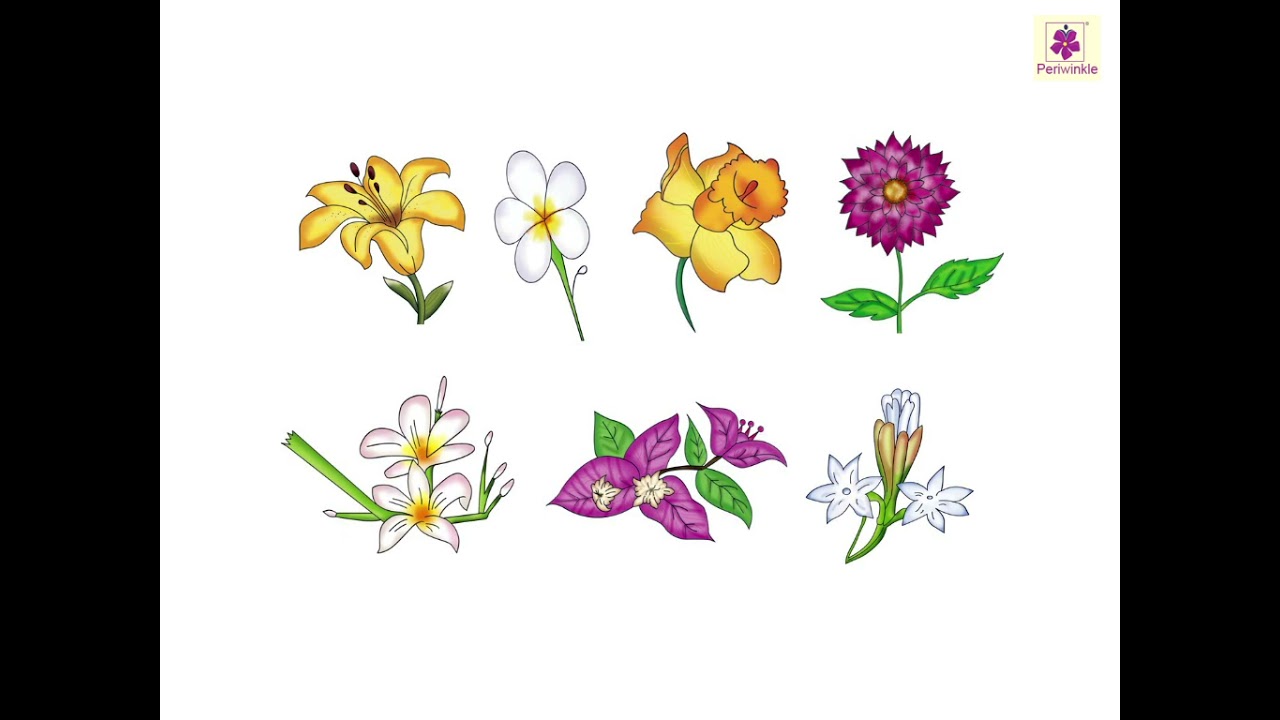 Flowers | Now You Know Book B | Periwinkle