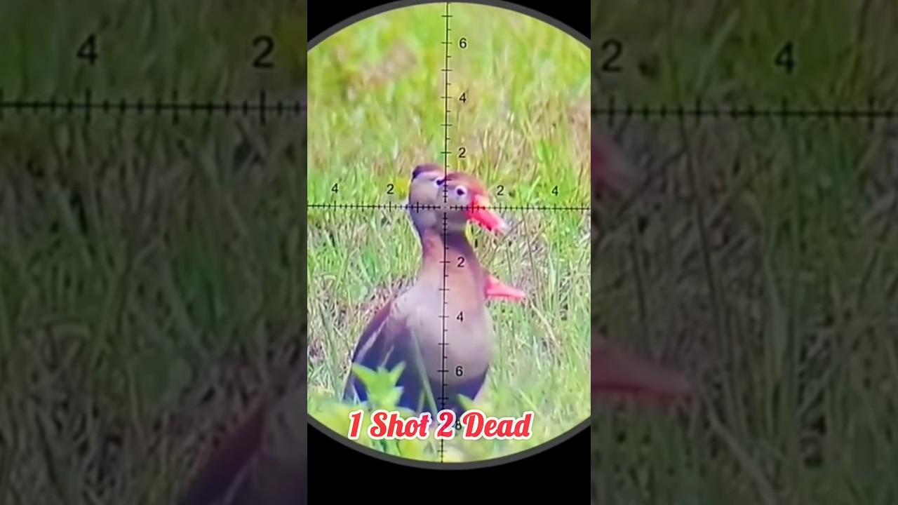 Duck Hunting with PCP Airgun: 1 Shot, 2 Ducks 🦆
