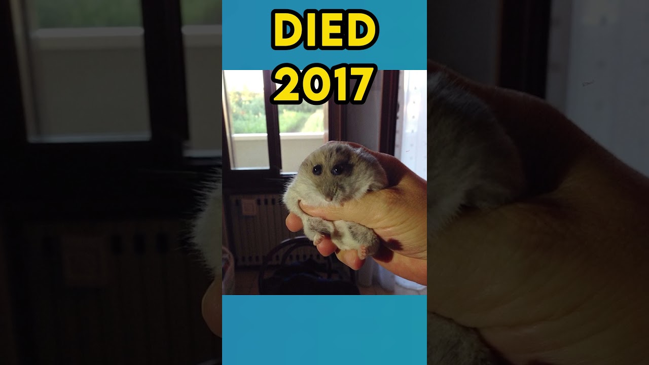 Top Meme Animals: Then vs Now 🐾