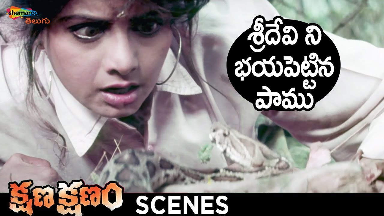 Thrilling Snake Encounter in Kshana Kshanam Telugu Movie 🐍 | Sridevi & Venkatesh