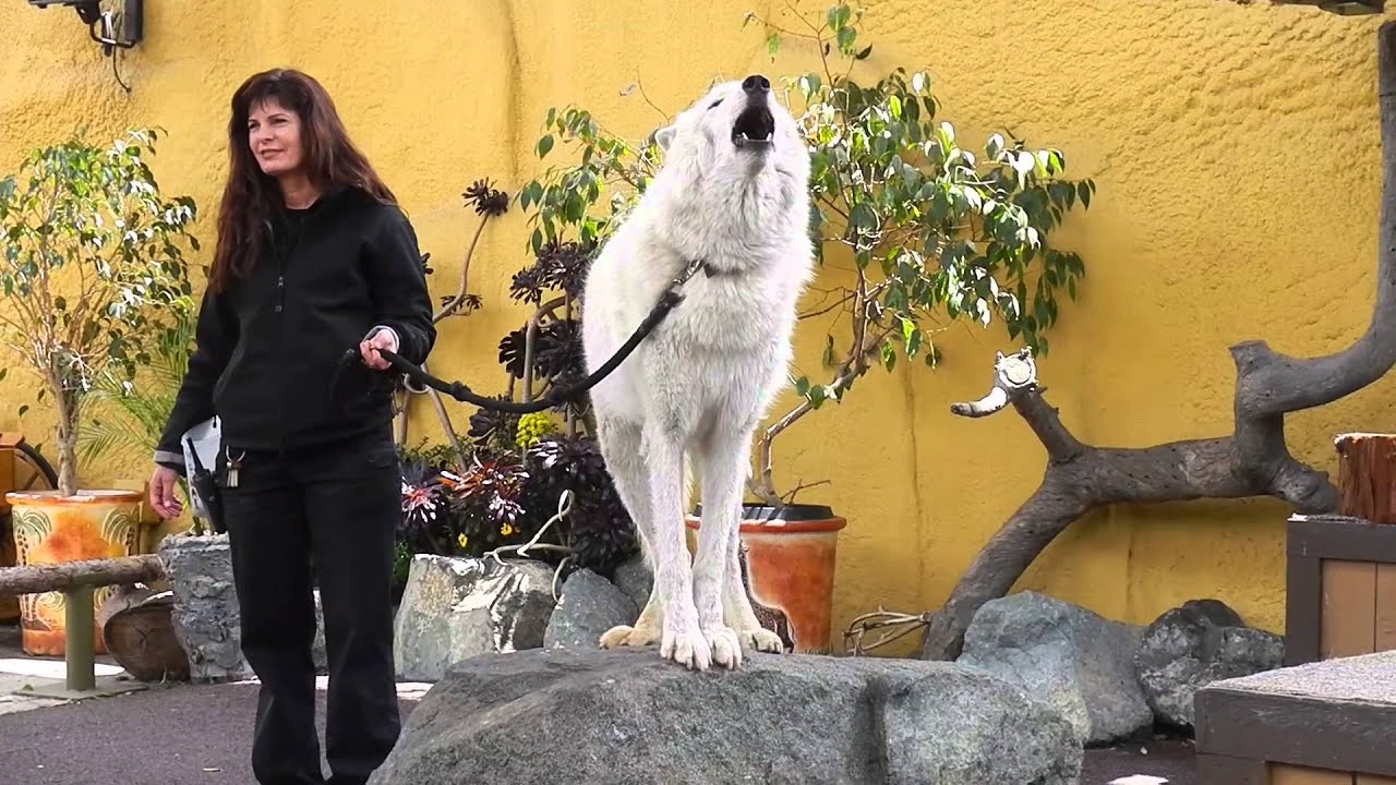 San Diego Zoo: White Arctic Wolf Howling 🐺
