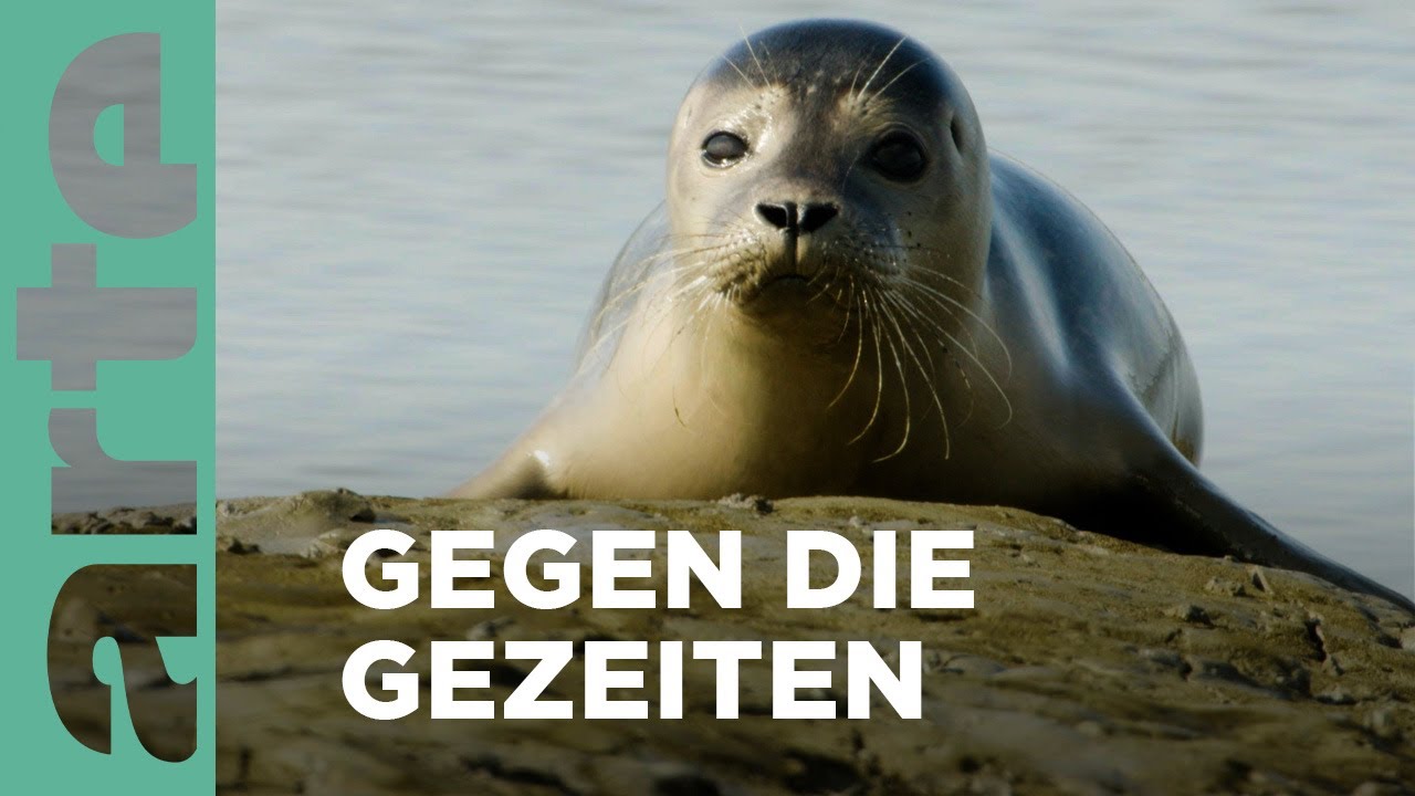 Das Wattenmeer Europas: Kraft der Natur 🌊