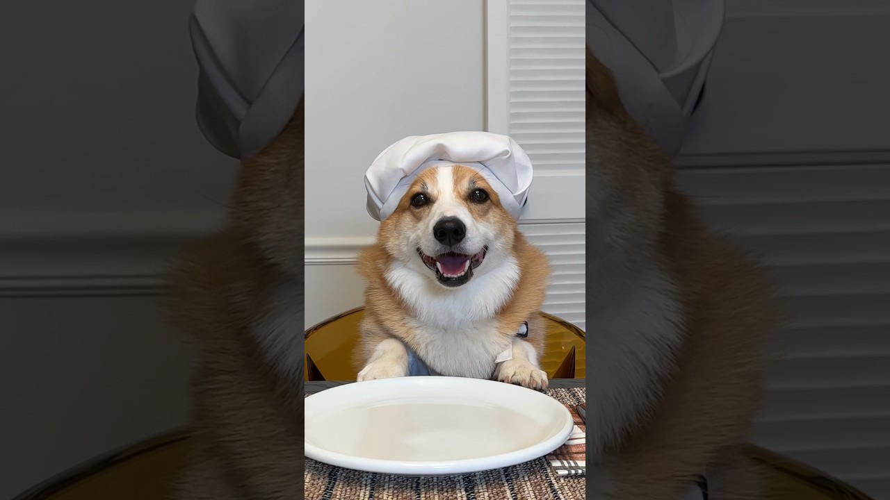 Corgi Hosts Dinner Party! 🐶