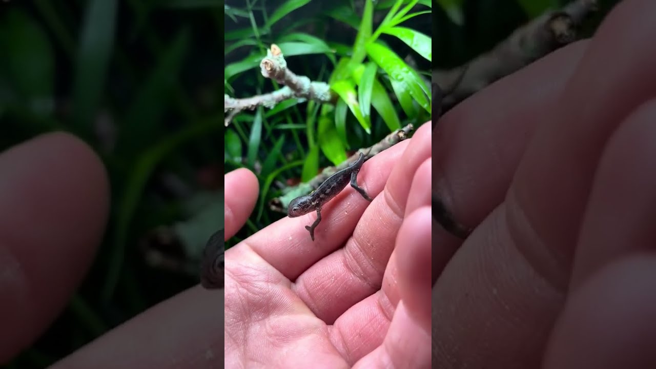 Welcome the Newborn Baby Panther Chameleon π¦