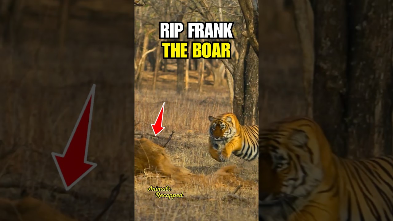 Bengal Tiger Hunts Wild Boar in 4K🔥