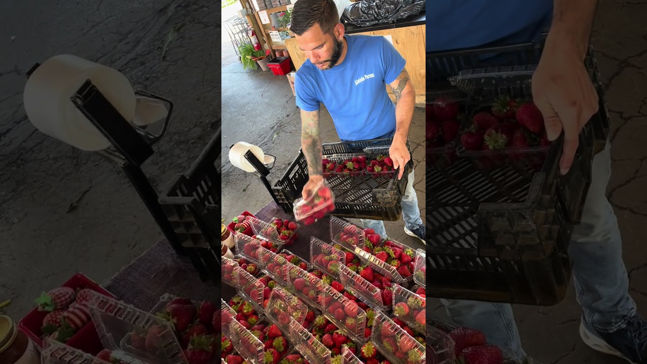 Follow Our Fresh Strawberries from Field to Market 🍓
