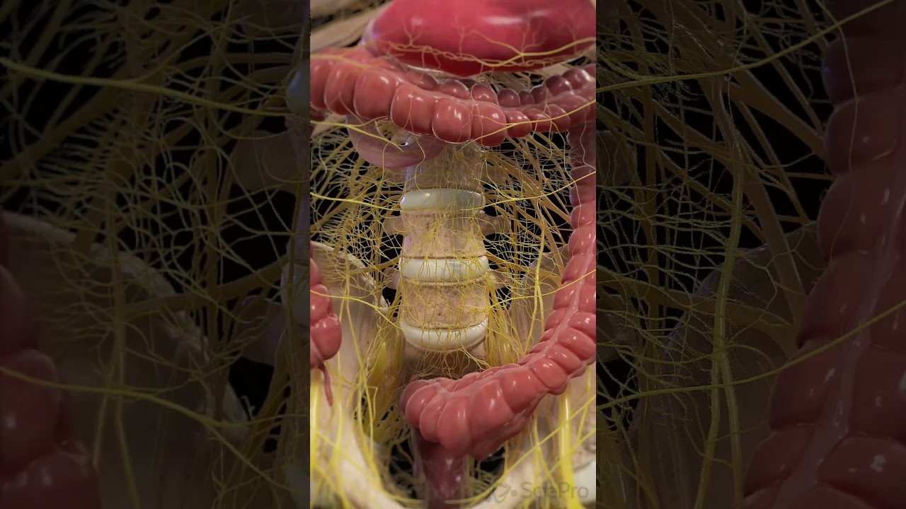 Colon Peristalsis & Nervous System | 3D Animation #medicalanimation #anatomy