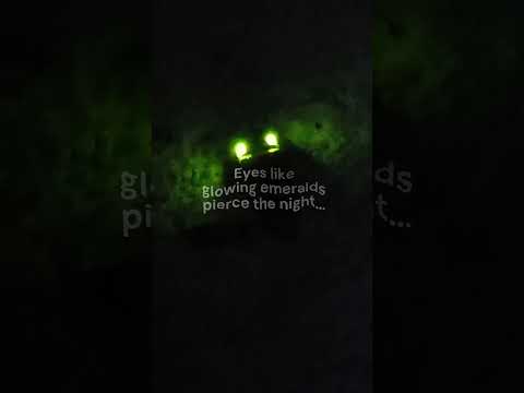 Discover Belize's Glowing Click Beetle: Nature's Bioluminescent Wonder