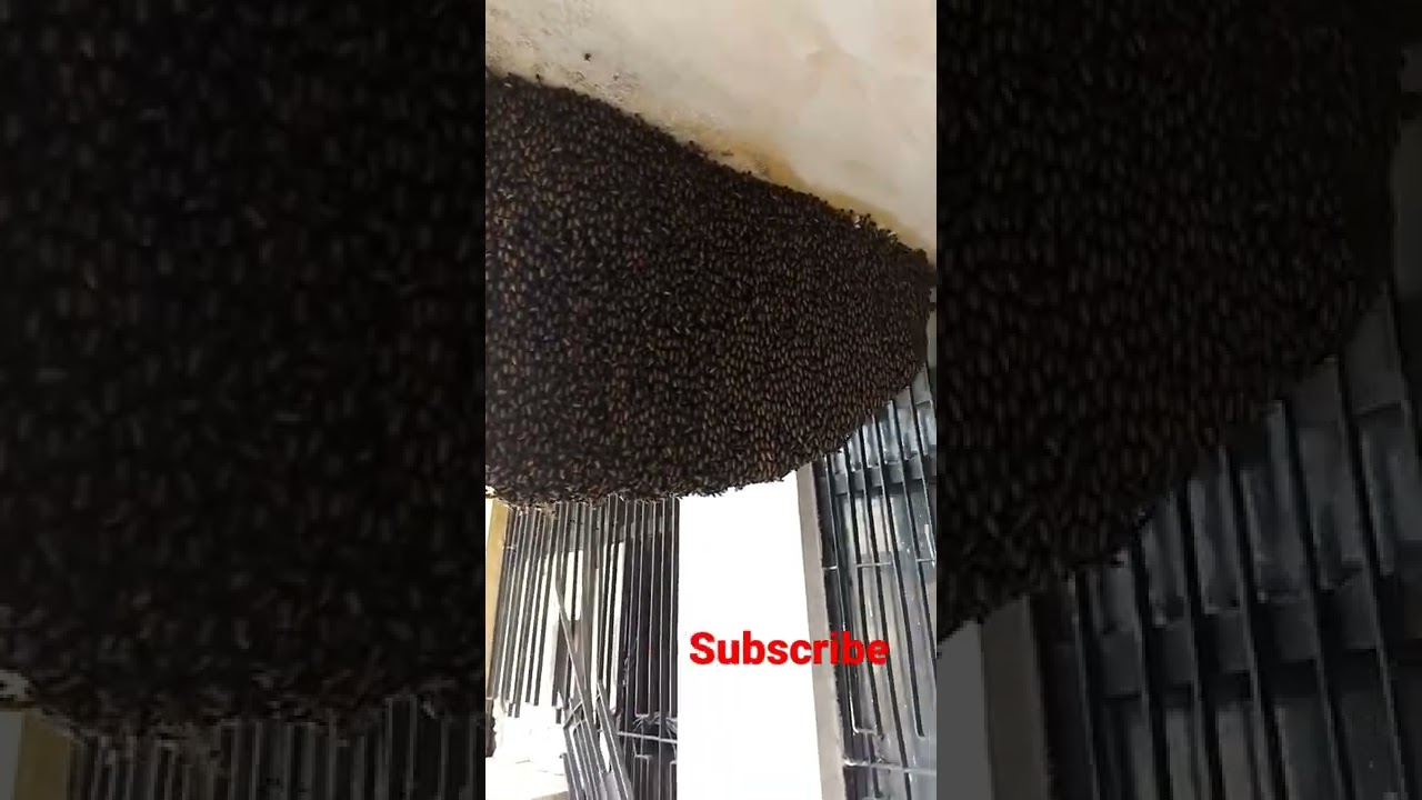 Madhumakhi Hindi TV2M 2022 🐝