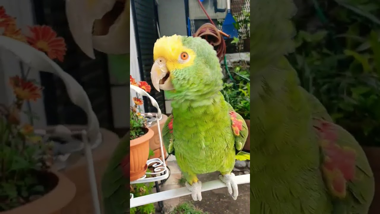 Loros Hablando y Haciendo Reír 🦜