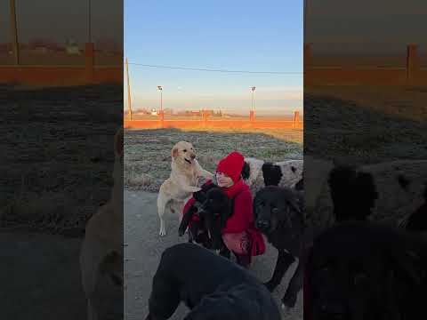 Ciobănești Românești Corb