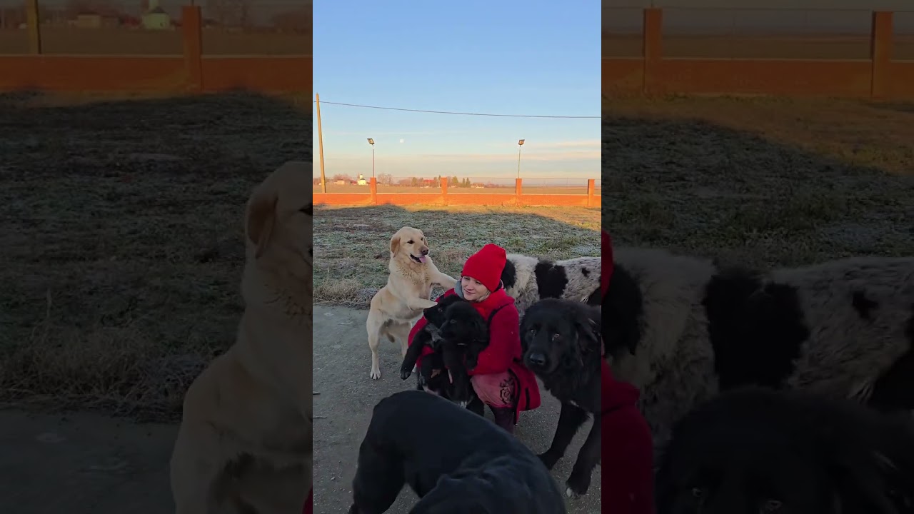 Discover the Charm of Ciobănești Românești Corb 🐑