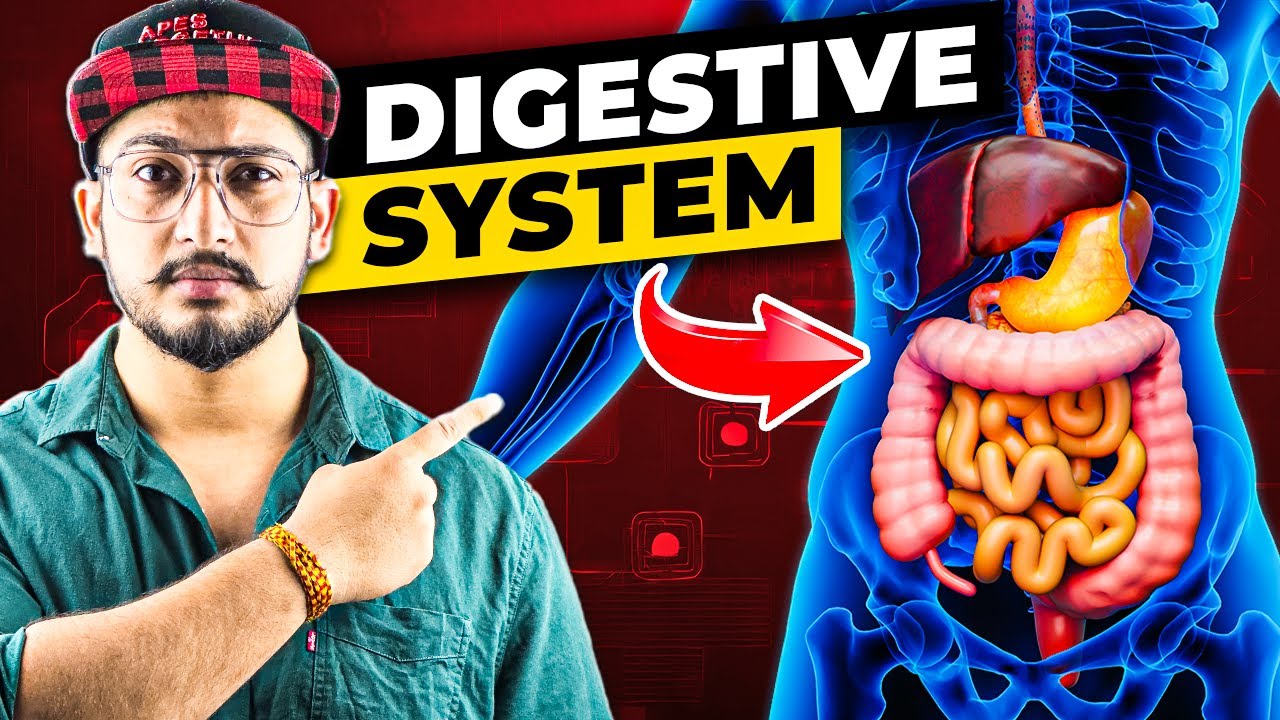 How the Digestive System Works 🌀 (3D Animation)
