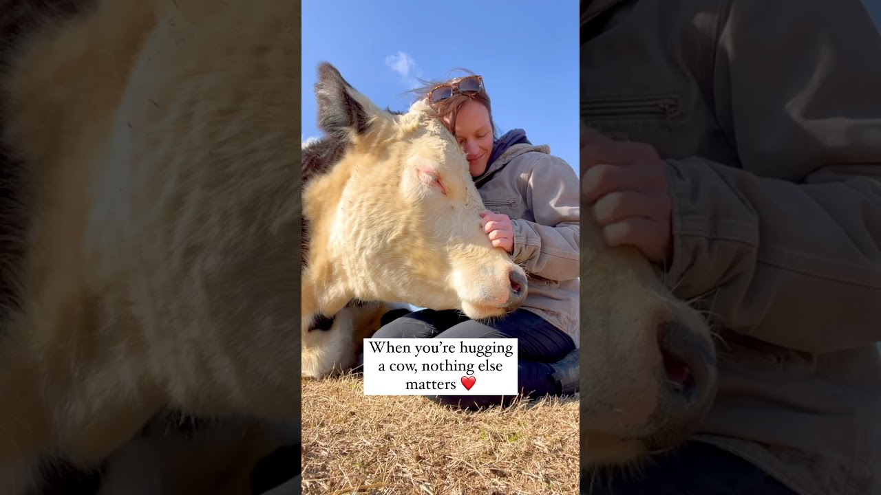 Hugging Rescued Cows at The Gentle Barn 🐄