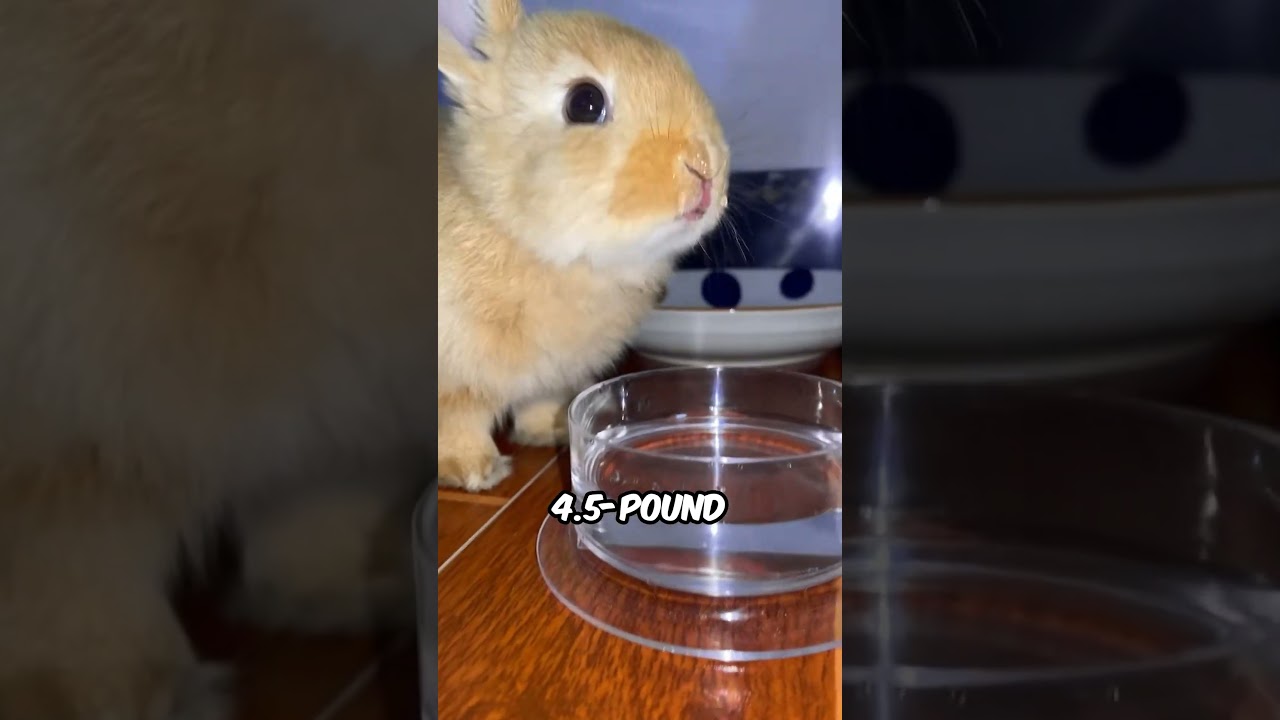 Top 10 Amazing Animal Facts 🐾