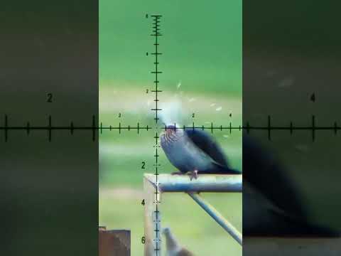 AIRGUN PELLET Secrets EXPOSED!  #hunting #fxairguns #airgunning