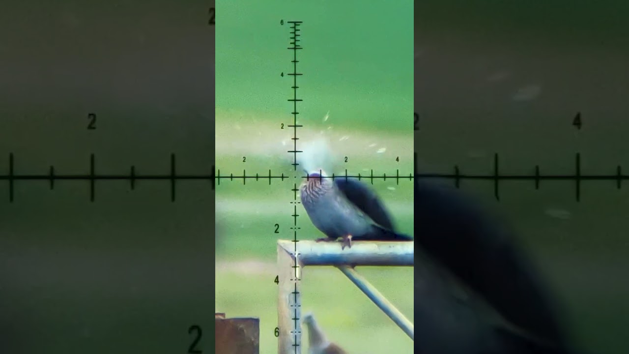 Unlock the Hidden Secrets of Airgun Pellets! 🎯 #Hunting #FXAirguns #Airgunning