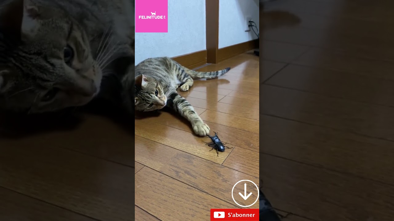 Le chat et le cafard 🐱🪳 #short