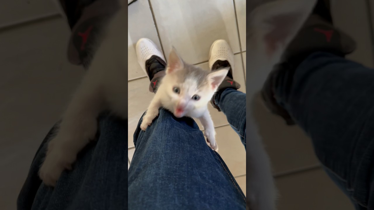 Chaton en difficulté d'addiction 😿