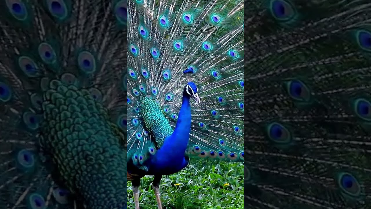 Keindahan Eksotis Burung Merak di Indonesia 🦚