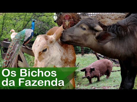 Bichos da Fazenda Galinhas, Patos, Pavão, Búfalo, Cavalo e Boi