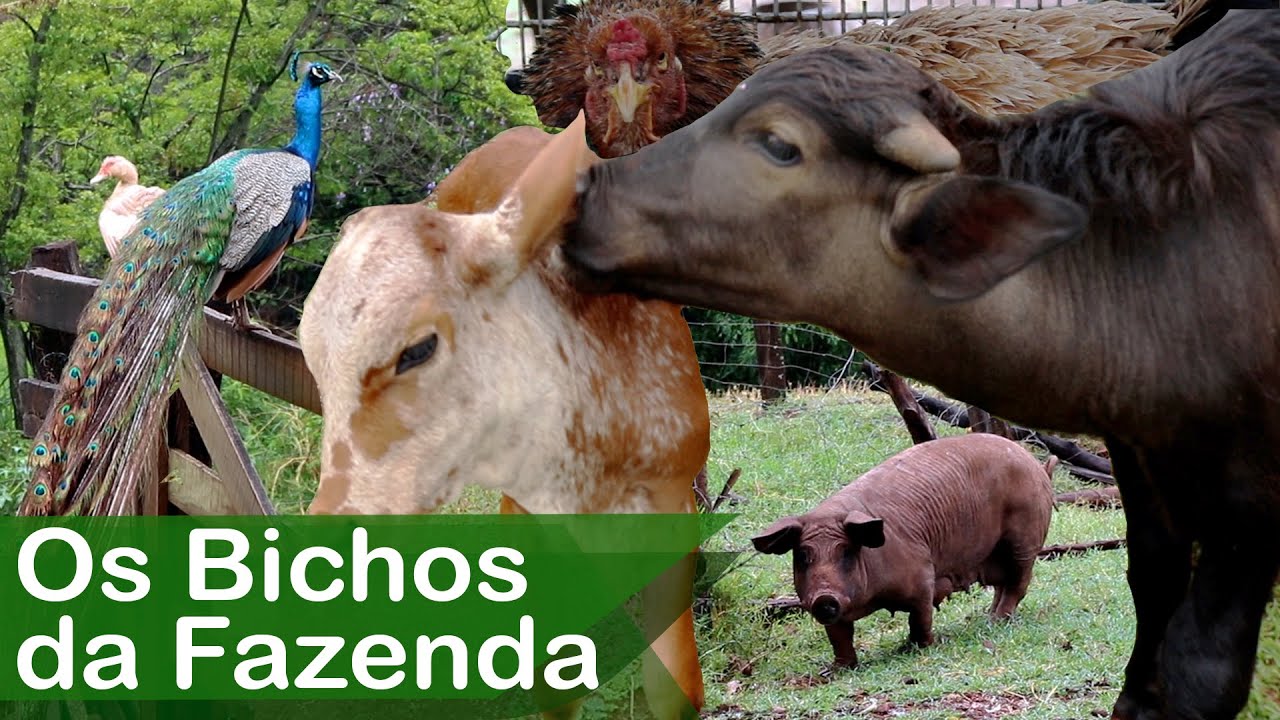 Descubra os Animais da Fazenda São Marcos: Galinhas, Patos, Pavão, Búfalo, Cavalo e Boi 🐄