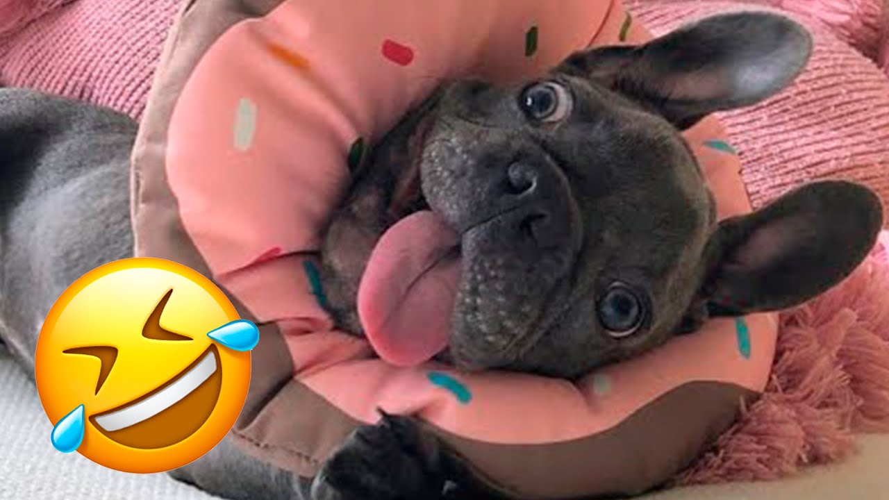 Funny French Bulldog Puppy Fails 😂