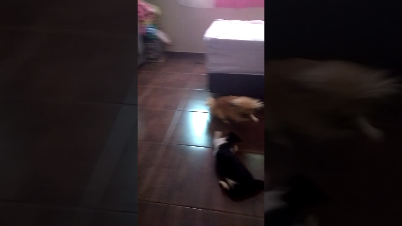 A Amizade Animal 🐾