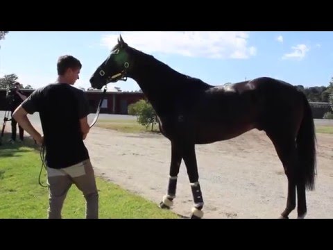 Xtravagant arrives in Melbourne - Australian Guineas here he comes!