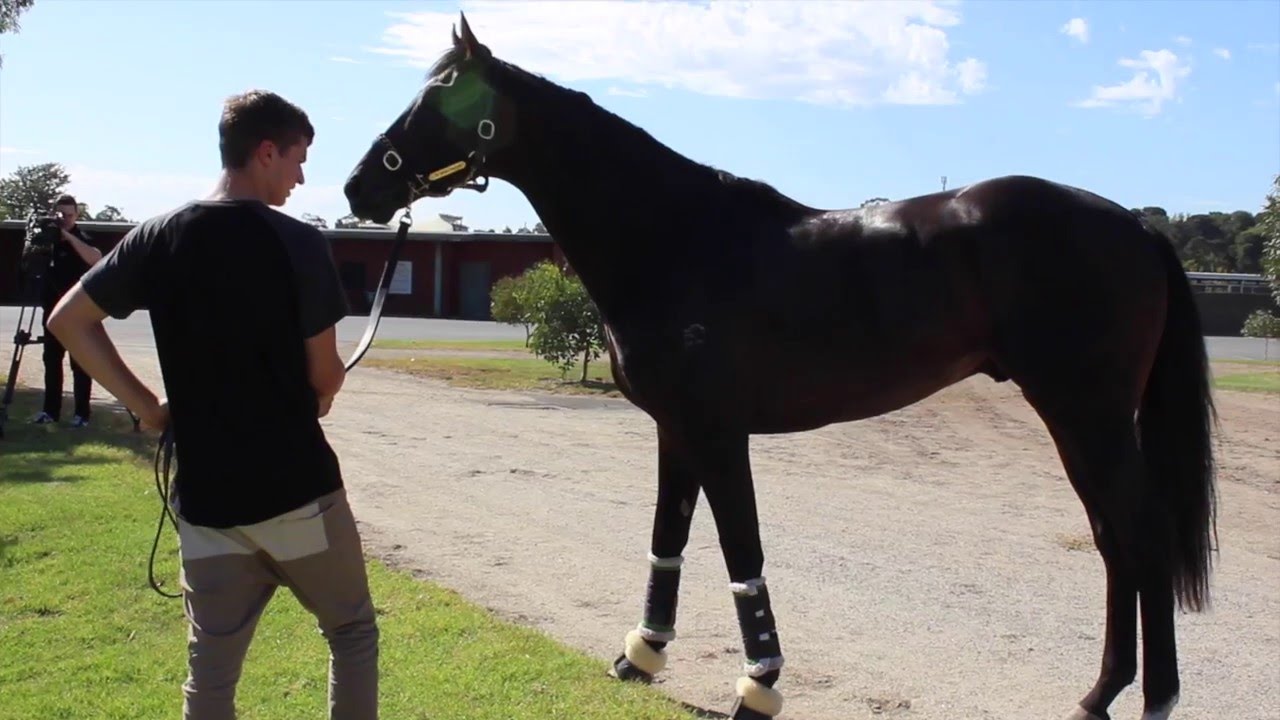 Xtravagant Makes a Grand Entrance at Melbourne for Australian Guineas 🏇