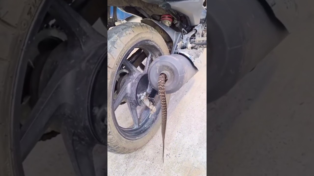 Snakes Lecture at Baike Sailsar π