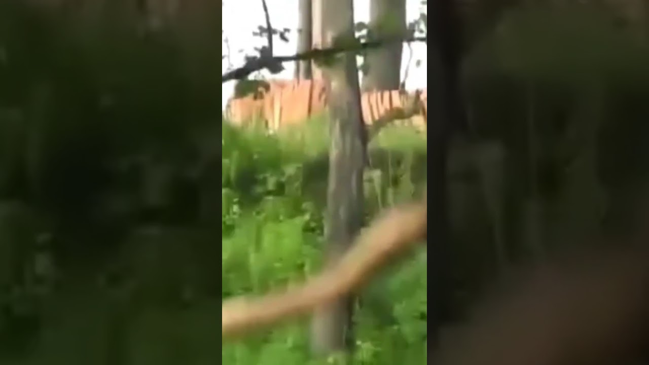 Tiger π
Hunts Monkey at Kabini Sanctuary