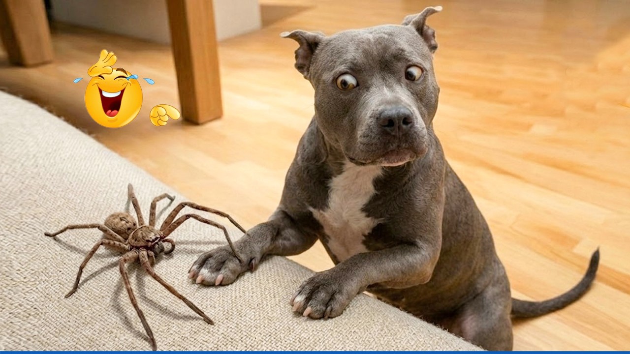 Top 2026 Funny Animal Videos 🐶🤣