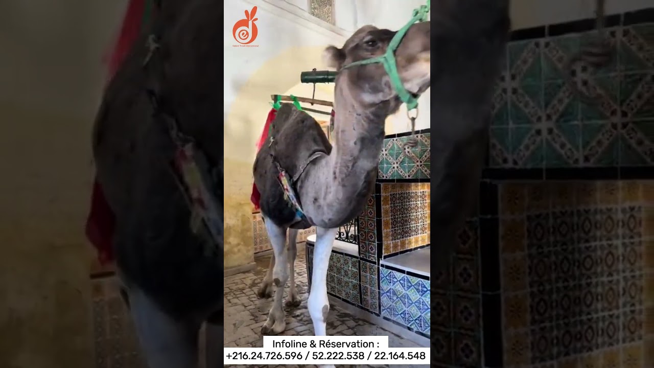 Mouled 2025: Celebrate Prophet's Birthday 🎉