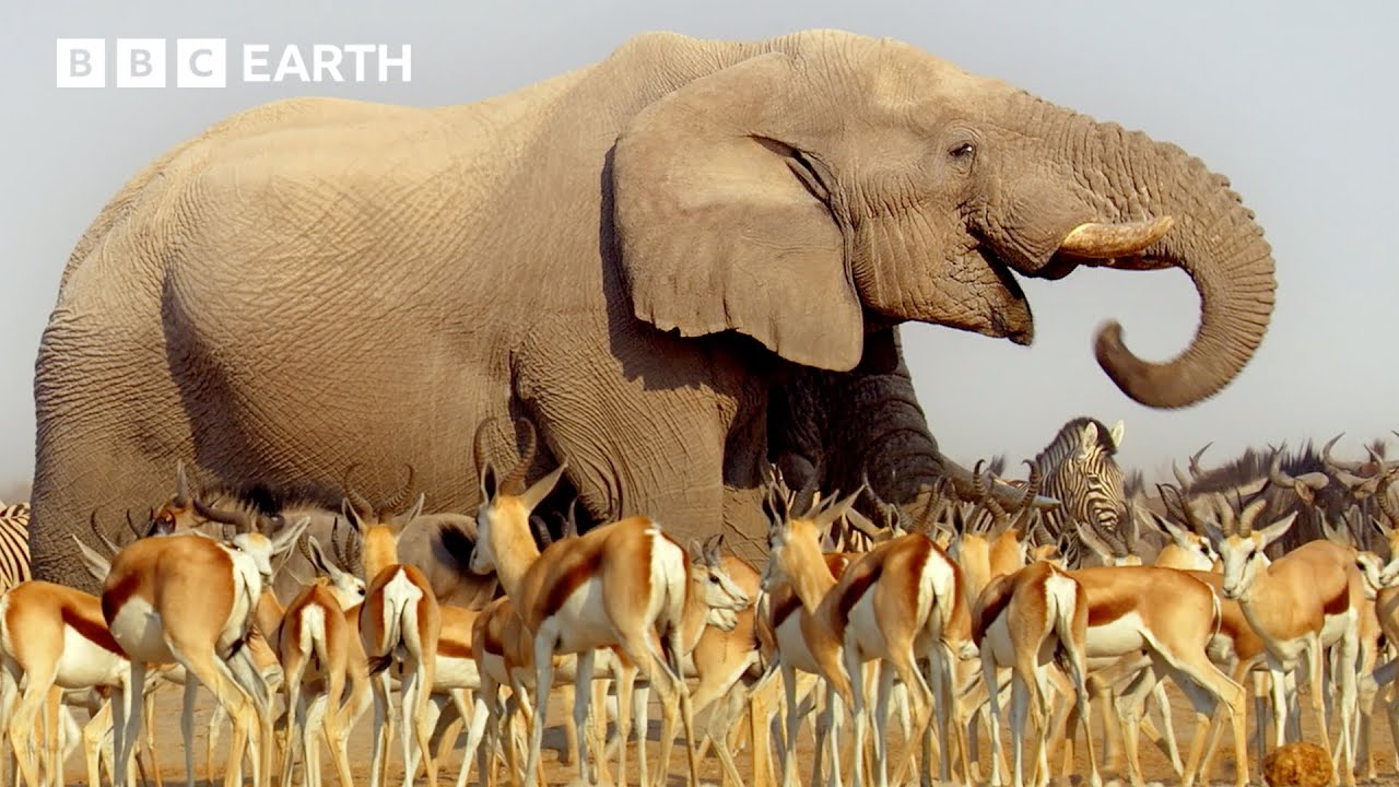 Africa's Wildlife Wonders | BBC Earth 🦒