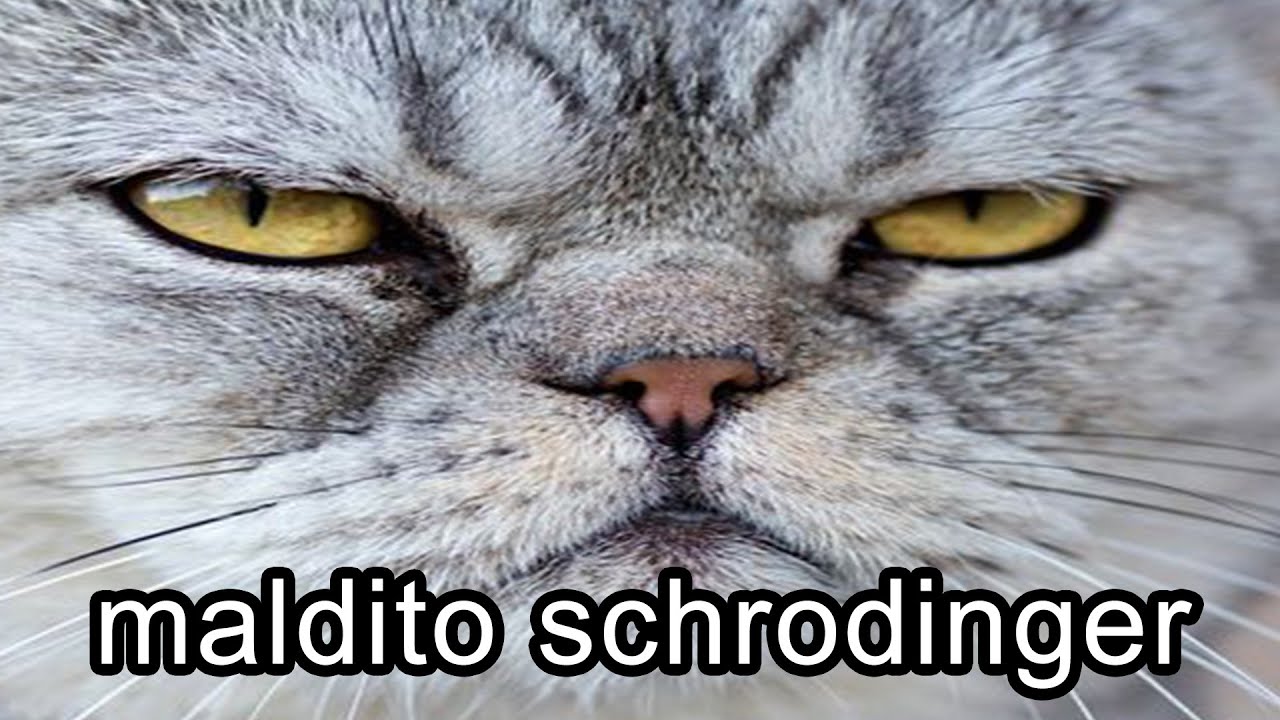 Entenda o Gato de Schrödinger 🐱 #shorts