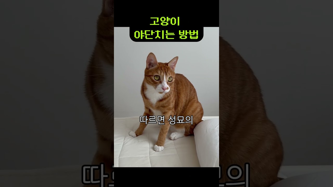 고양이 훈육법: 혼내지 않는 이유와 올바른 방법 🐱