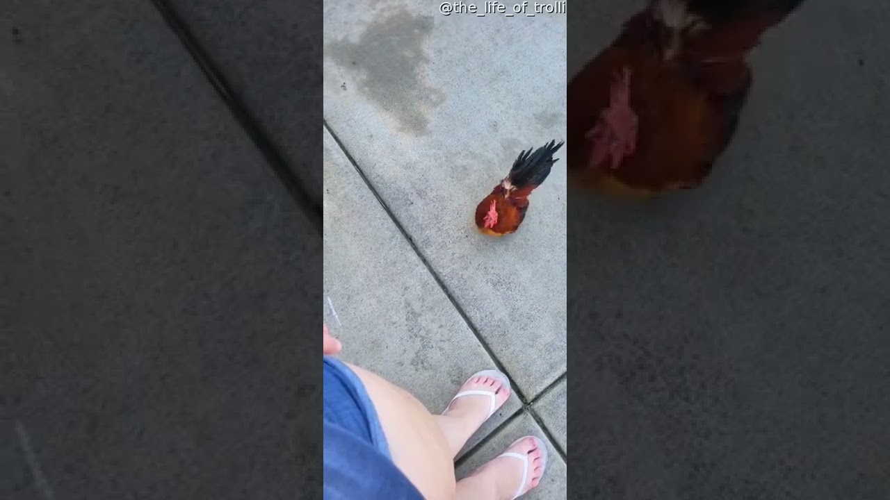 Pet Rooster Perches on Owner's Shoulder π