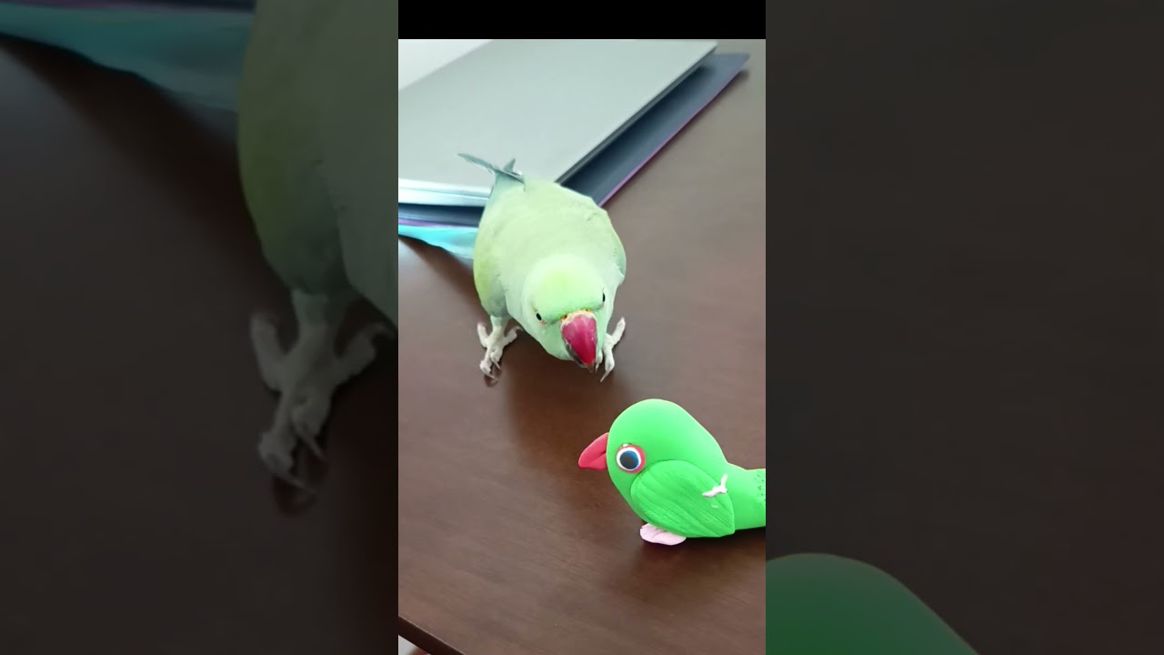Tu lorito es celoso 🦜