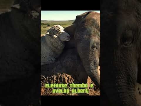 Amizades inusitadas do reino animal #amizade #animais #natureza #curiosidades