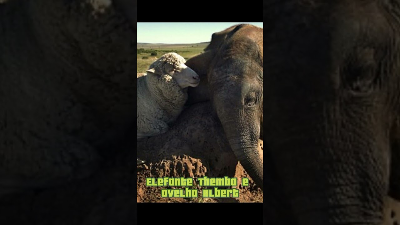 Incríveis Amizades Inusitadas no Reino Animal 🐾