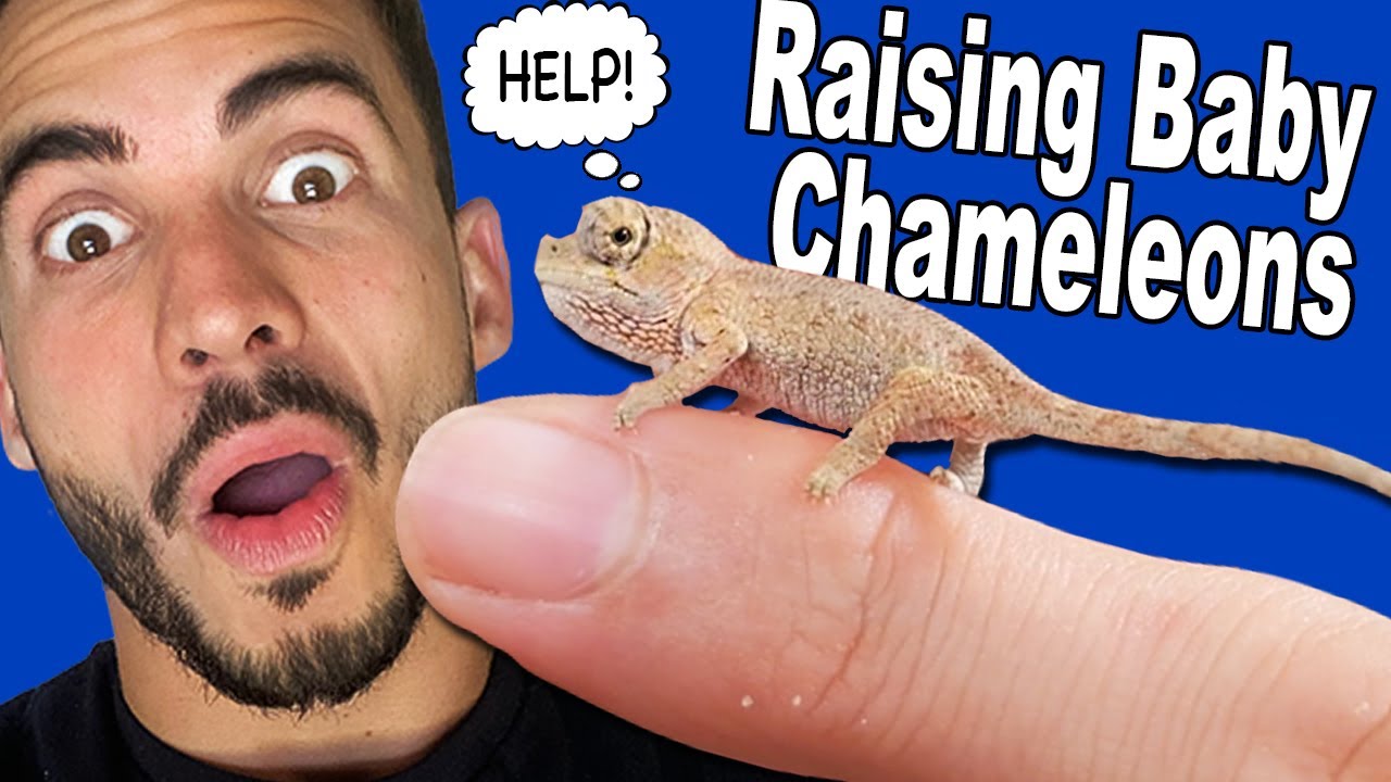 Raising Baby Chameleons: Challenges & Rewards 🦎