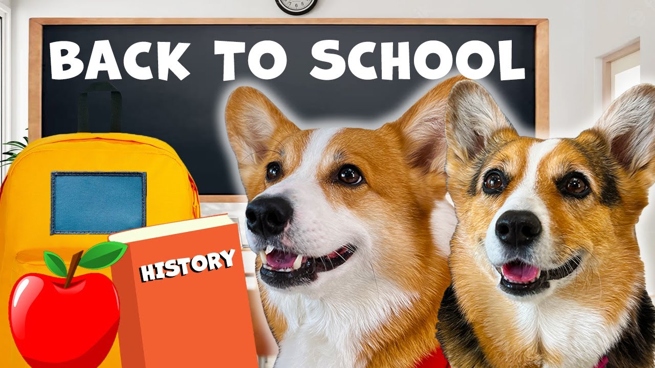 Dogs Return to School 🐶 | Hammy & Olivia Compilation
