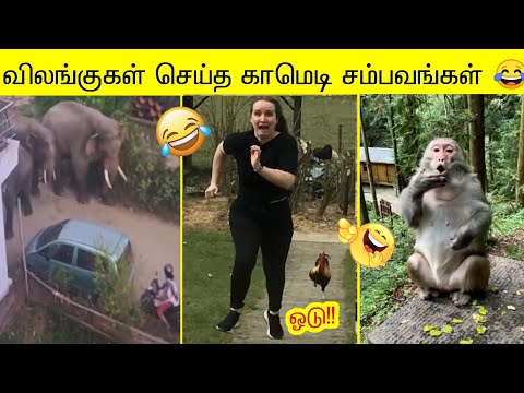 விலங்குகள் செய்த புத்தம் புது காமெடி சம்பவம் 2025 🤣😂 பகுதி-3 | வாங்க சிரிக்கலாம்🤣